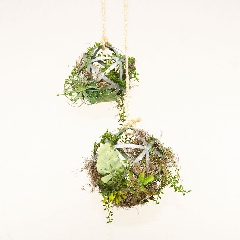 Succulent Sphere Duo - Small and Medium